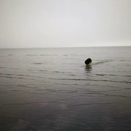 Rodhus Nordsee Galmsbull